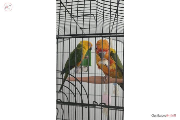 Pareja de Cotorras Sunconure 8 meses Puerto Rico