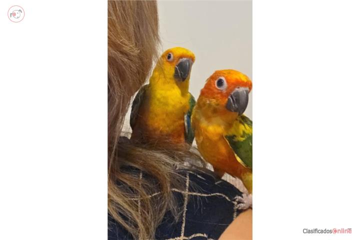 Pareja de Cotorras Sunconure 8 meses Puerto Rico