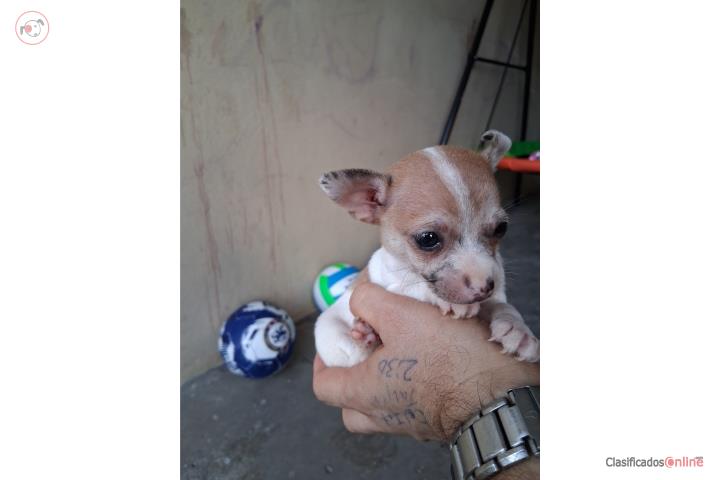 Chihuahua Nene  Puerto Rico