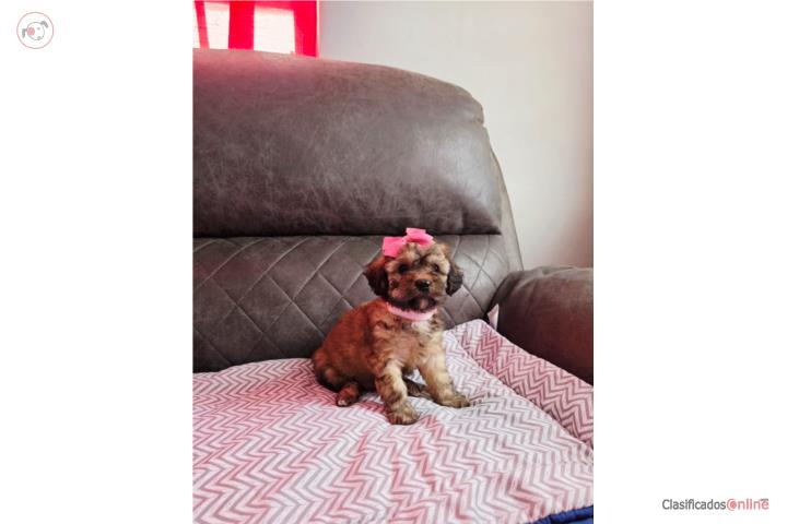 Toy Poodle Hembra Puerto Rico