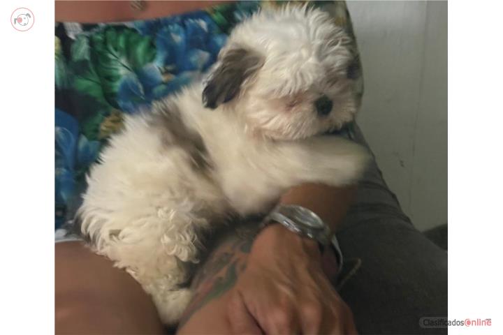 Shitzu macho  Puerto Rico
