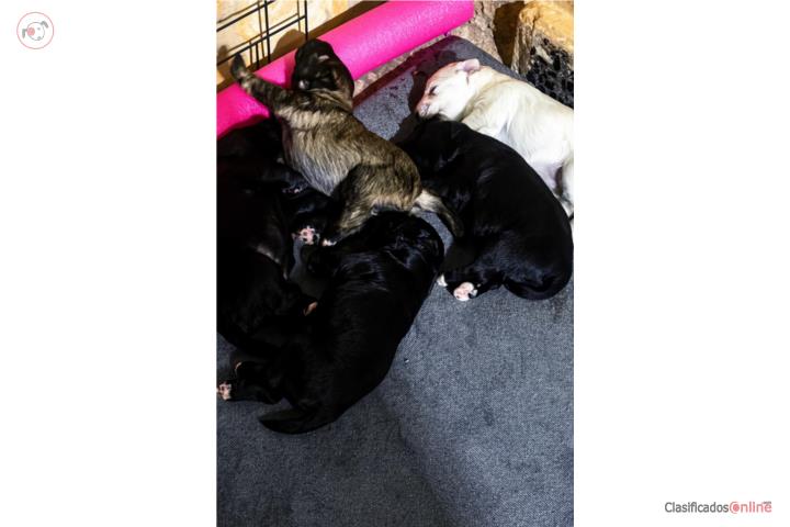 Bellos Schnauzers  Puerto Rico
