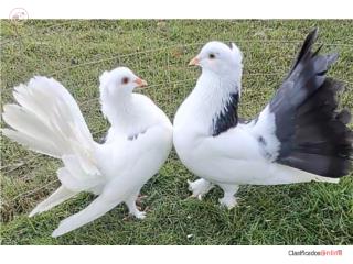 Palomas  Rabo Abanico 