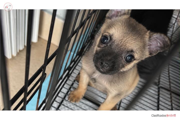 Chihuahua  Puerto Rico