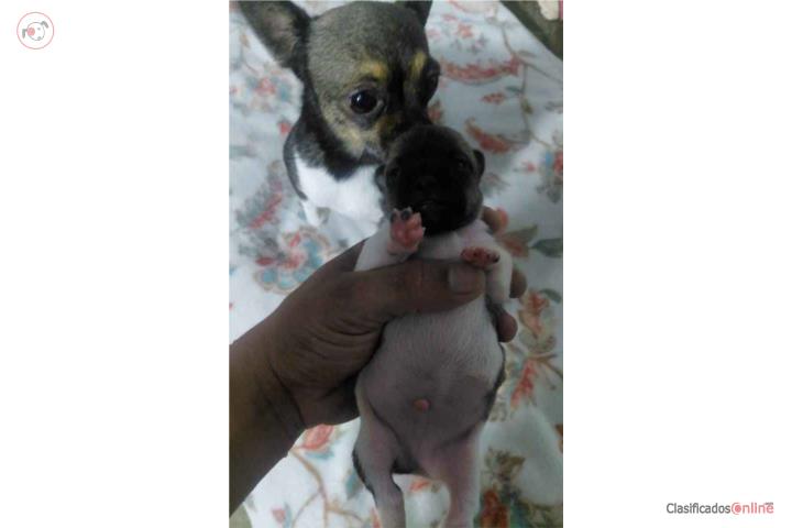 Chihuahua perrito  Puerto Rico