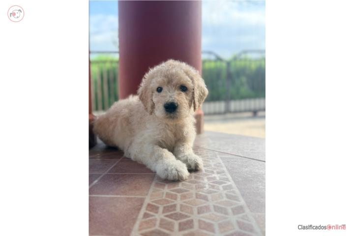 Standard Poodle Puerto Rico