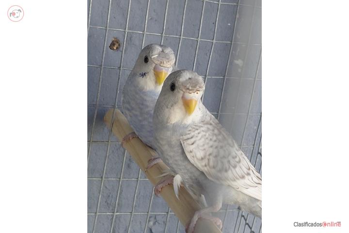 Pareja Periquitos Moñuses Puerto Rico
