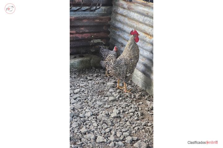 Gallinas barred rock Puerto Rico
