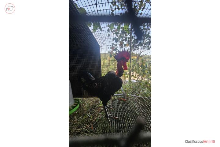 Gallo piroco red Puerto Rico