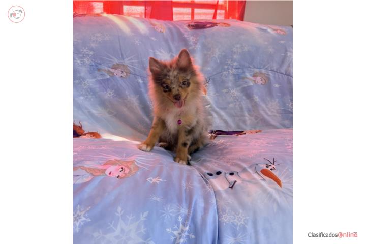 Pomerania hembra  Puerto Rico