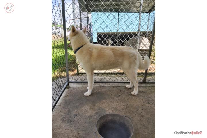 Siberian Husky Hembra Adulta  Puerto Rico