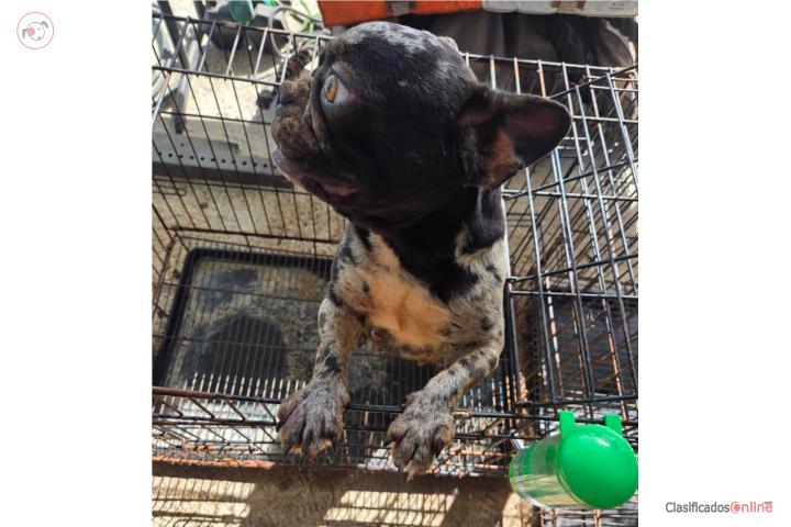 French Bulldog Hembra Adulta  Puerto Rico