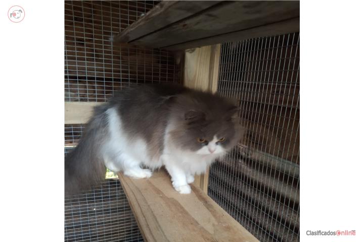 Gatita persa hembrita  Puerto Rico