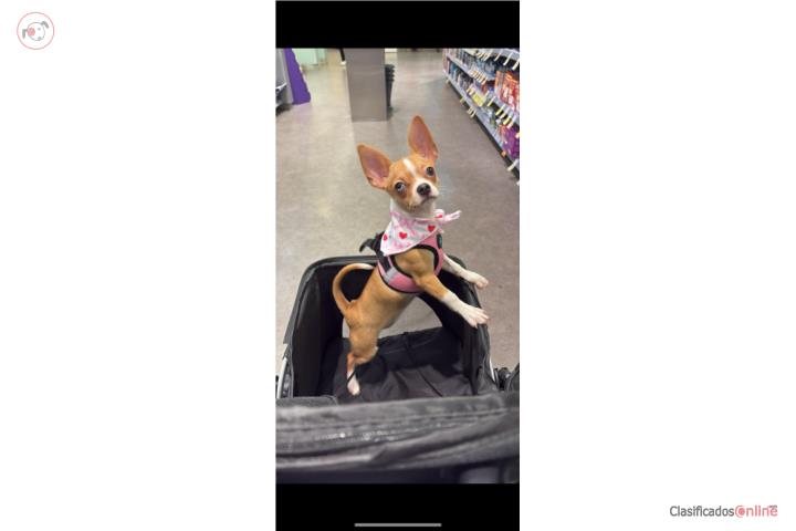 Chihuahua hembra  Puerto Rico