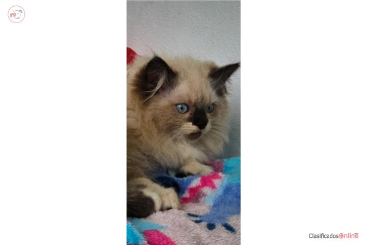 Gatito Himalaya  Puerto Rico
