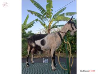 Cabra Alpina Puerto Rico