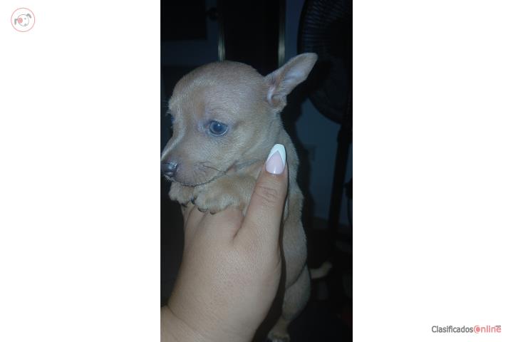 Chihuahua macho gris y crema bello Puerto Rico