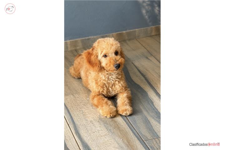Mini Goldendoodle nene Puerto Rico