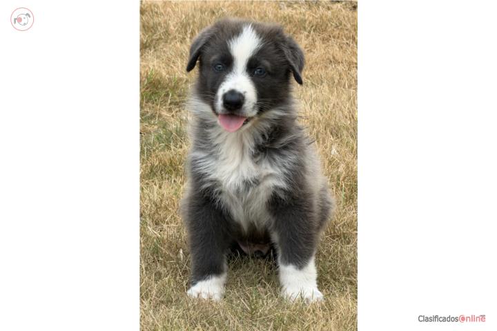Panda German Shepherd macho AKC Puerto Rico