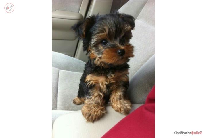 Yorkie toy nene  Puerto Rico