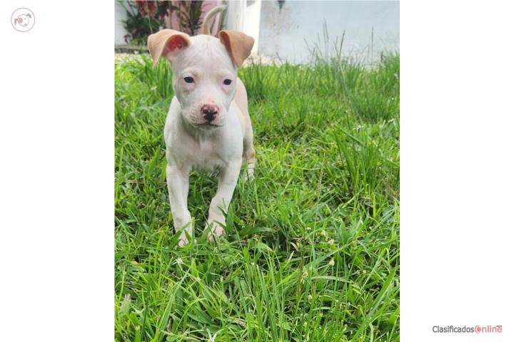 Pitbull  Puerto Rico