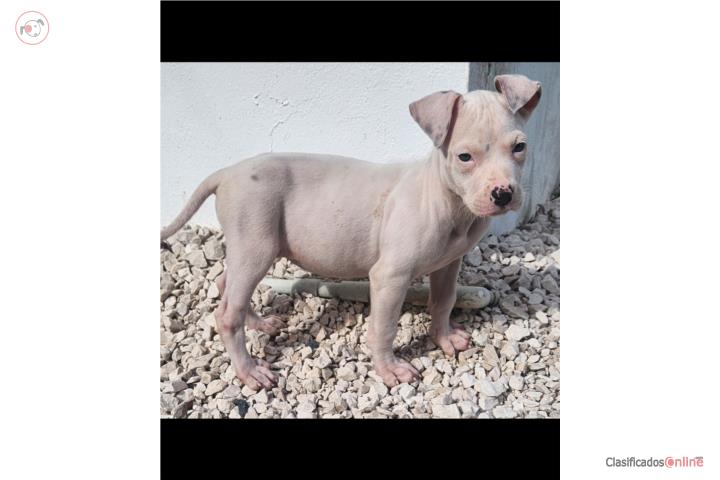 Pitbull  Puerto Rico