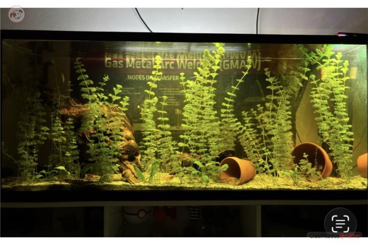 PECERA COMPLETO EN RUSH Puerto Rico