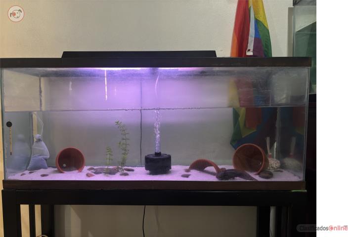 Pecera completo con axolotl RUSH  Puerto Rico