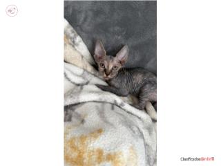 Sphynx