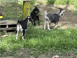 3 cabras y un cabro enanos  Puerto Rico