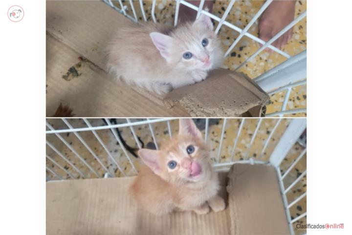 Gatos nenas Puerto Rico