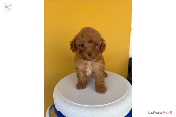 Hermoso Toy Poodle Puerto Rico