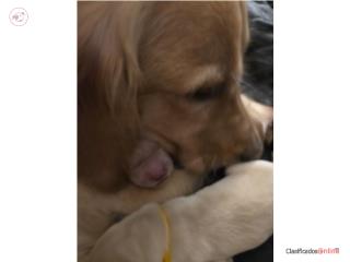 Puerto Rico Golden retriever, Perros Gatos y Caballos