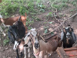 Se vende cabras  Puerto Rico