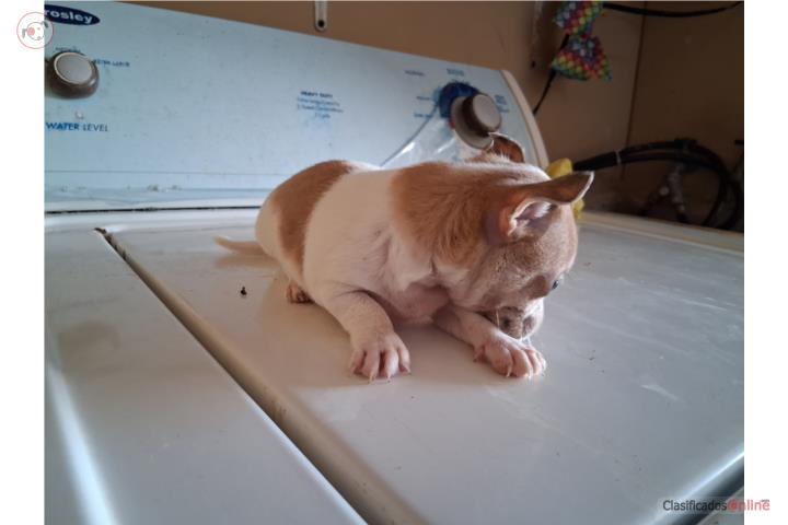 Chihuahua Nene  Puerto Rico