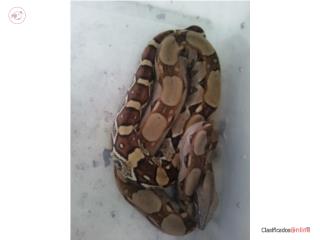 Boa constrictor Puerto Rico