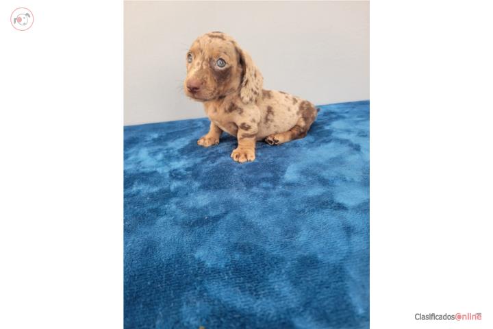 Mini Dachshund Salchicha Dapple Chocolate  Puerto Rico