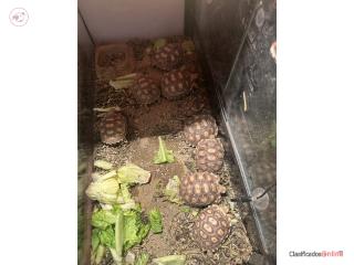 Tortugas sulcatas Puerto Rico