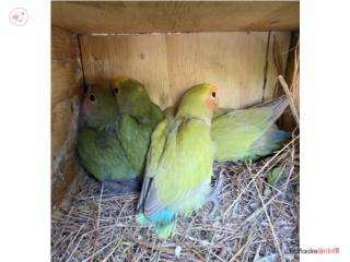 Lovebird 1 mes y y una semana 