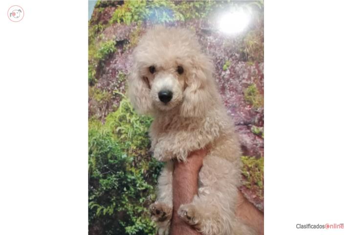 POODLE MACHO 5 MESES Puerto Rico