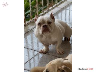 American Bully