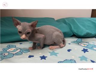 Gatita Sphynix exotica