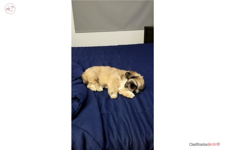 Precioso Shitzu machito  2 meses Puerto Rico