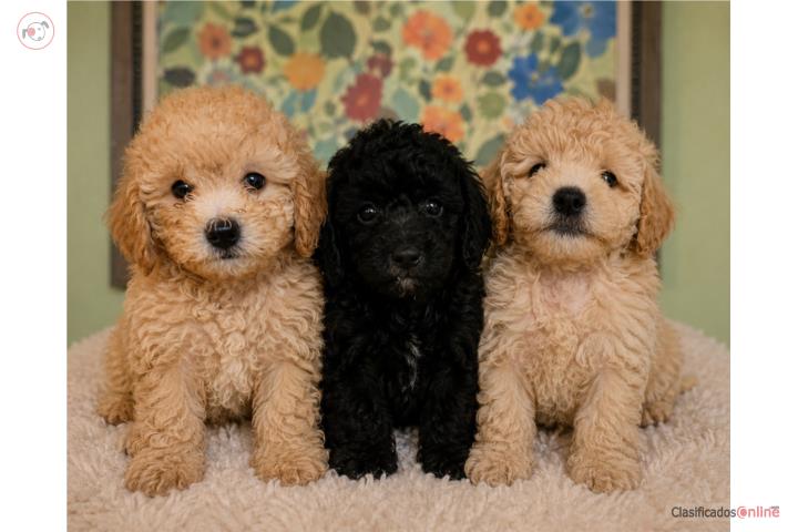 Toy Poodle Macho y Hembras  Puerto Rico