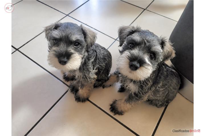 Schnauzers miniatura machos Puerto Rico
