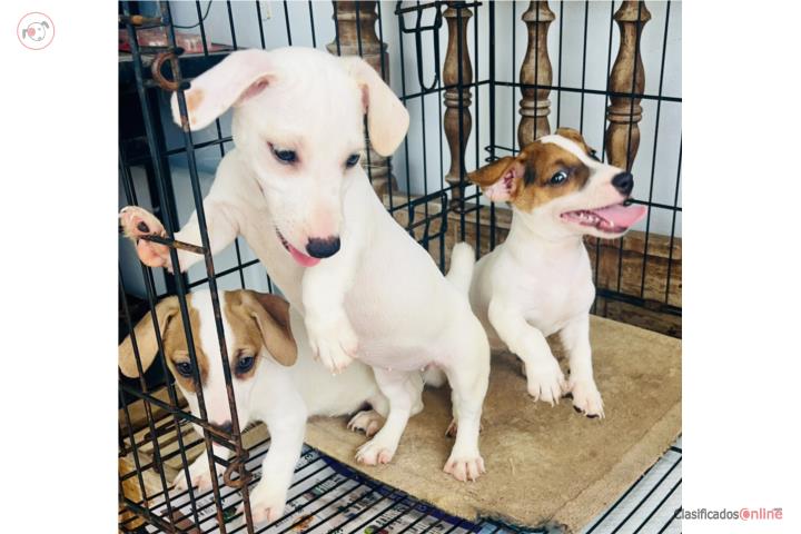 Jack Russell HEMBRAS Puerto Rico