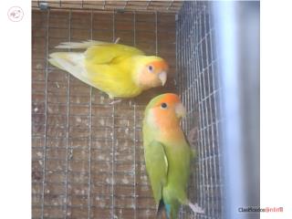 Pareja de lovebir ready hembra lutina