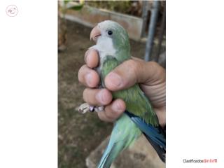 Bello Quaker turquesa con ADN 