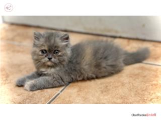 Persa tortie