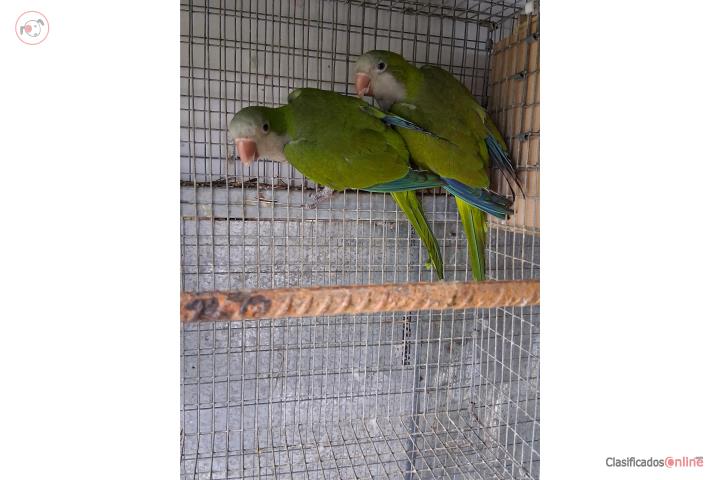 Pareja de QUAKER  Puerto Rico